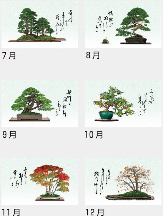 Bonsai (2027 Calendar)