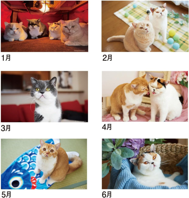 Desktop - Life with Cats (2024 Calendar)